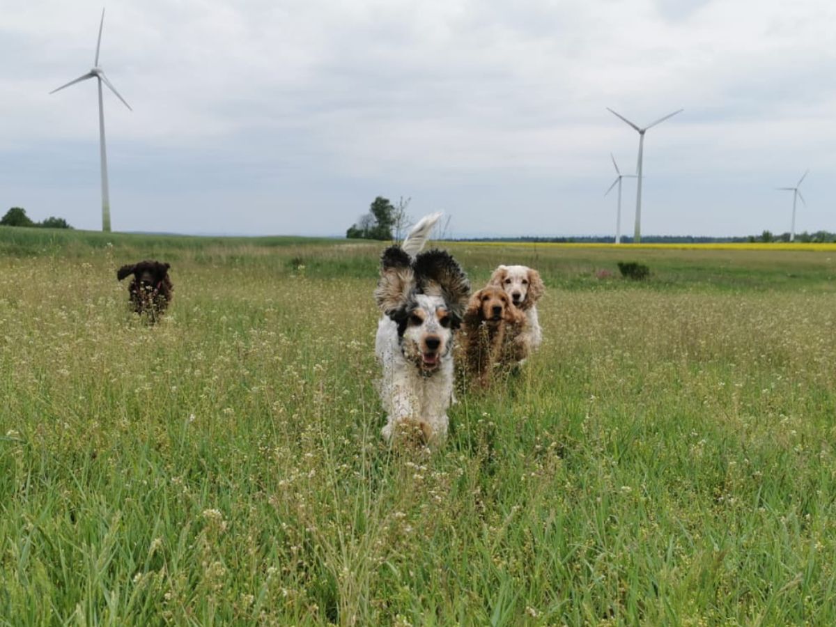 Gemeinsam unterwegs mit Hund