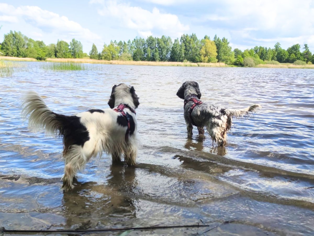 LERNspaziergang bei Pfotentrainer