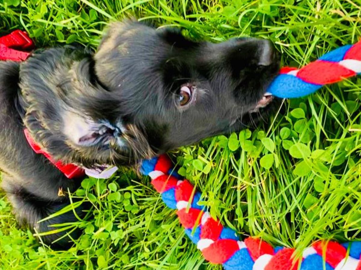 Hundetraining Lieblingsprodukte