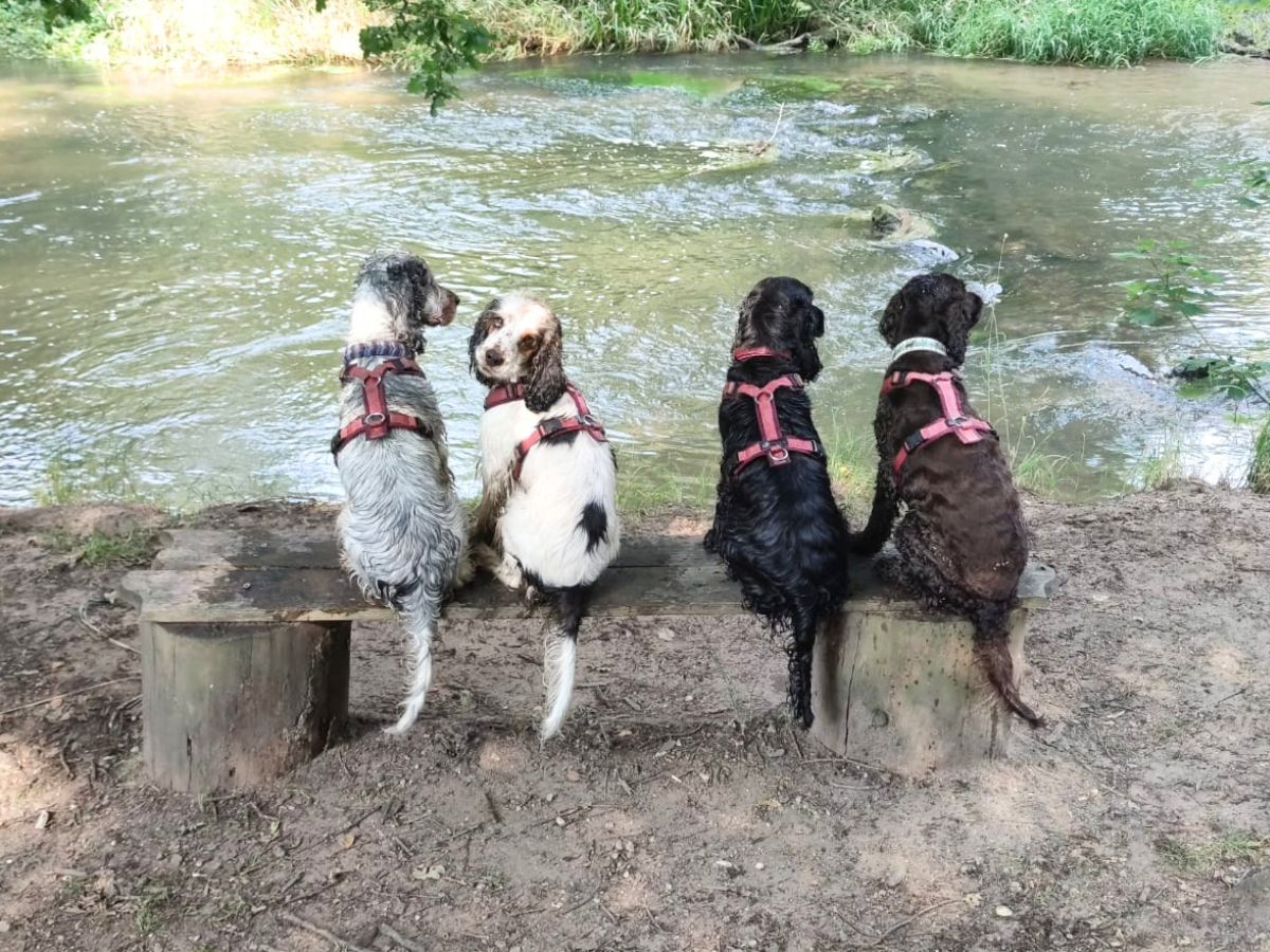 Hundetraining Pfotentrainer