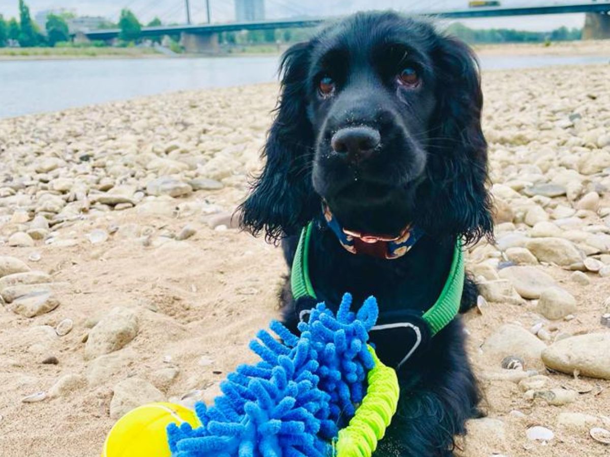 Urlaub mit Hund in Sachsen