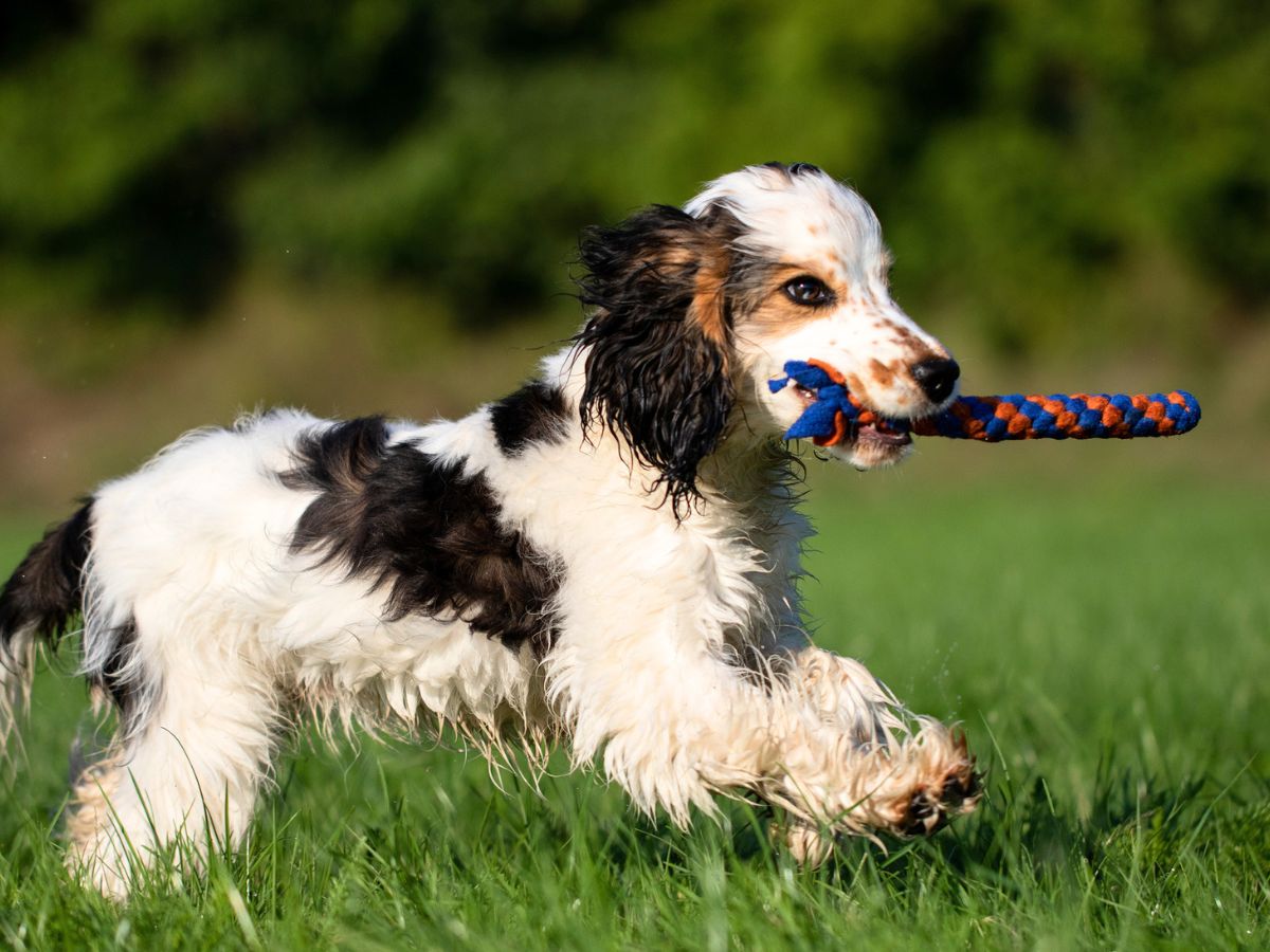 Hundetraining bei Pfotentrainer